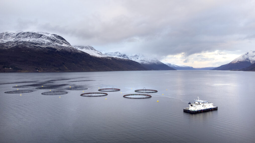 Gratanglaks - Fluctus flåte