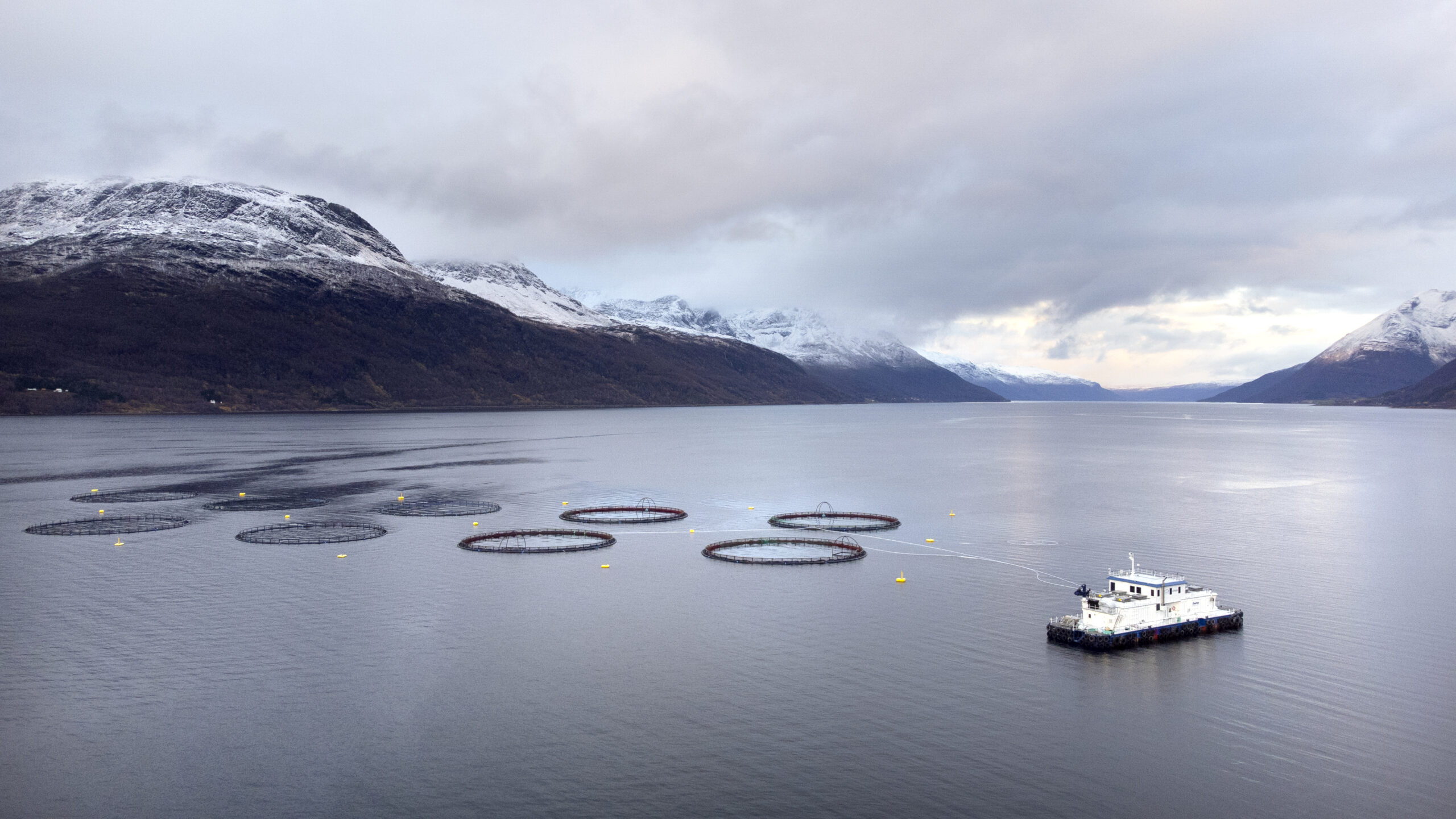 Gratanglaks - Fluctus flåte