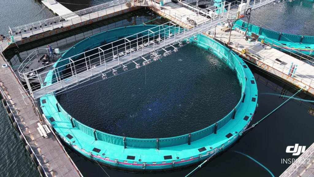 Greenbag at Hardingsmolt, Norway